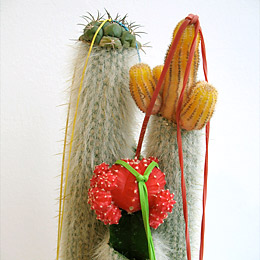 cactus grafting artwork by Amy Youngs