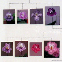 George Gessert's Iris breeding project