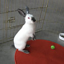 Rabbit in River Construct installation