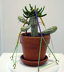 euphorbia graft sculpture