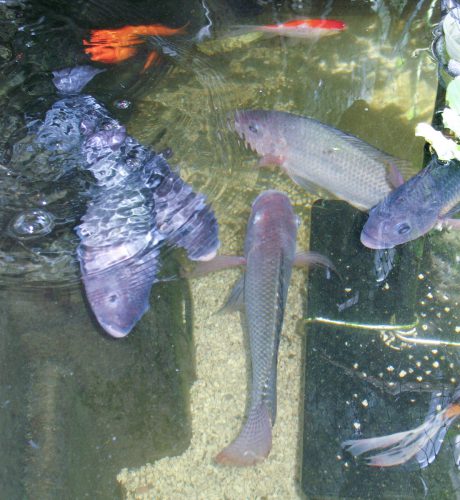Tilapia fish in 100 gallon tank of the Home Version of Farm Fountain