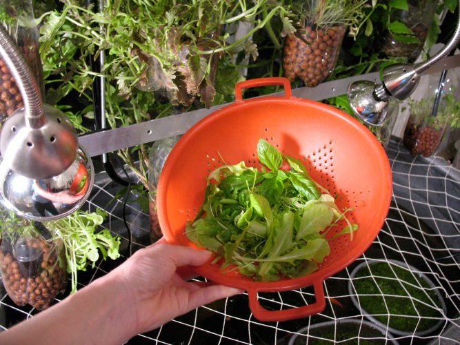Harvesting salad from the Home Version of Farm Fountain