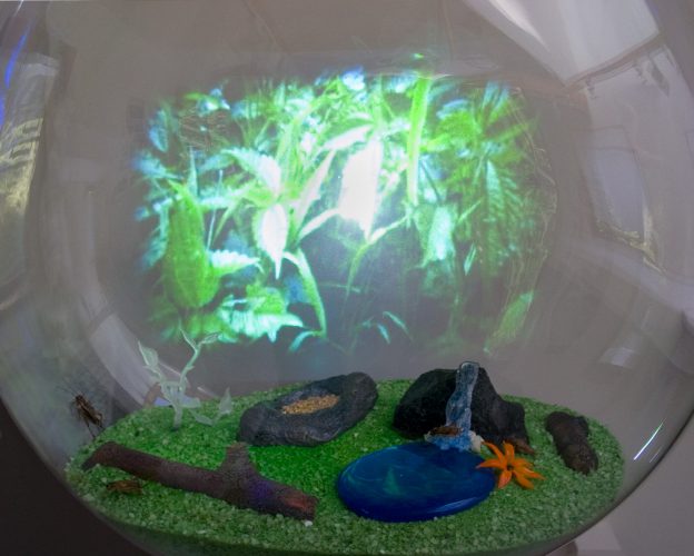  Holodeck for House Crickets