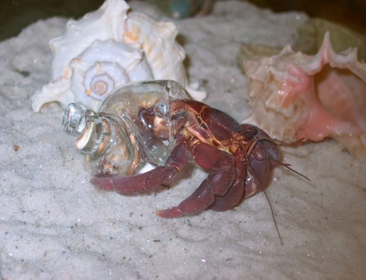 One of the crabs selected a glass shell, over the option of the natural shells available.