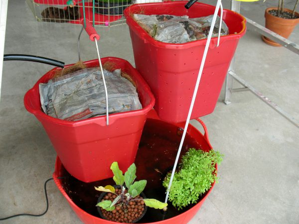 worm buckets with eggplant and basil