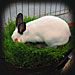 rabbit in wheatgrass