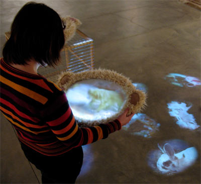 video installation, Why Look at Animals"