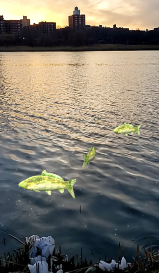 Augmented reality carp in Willow Lake