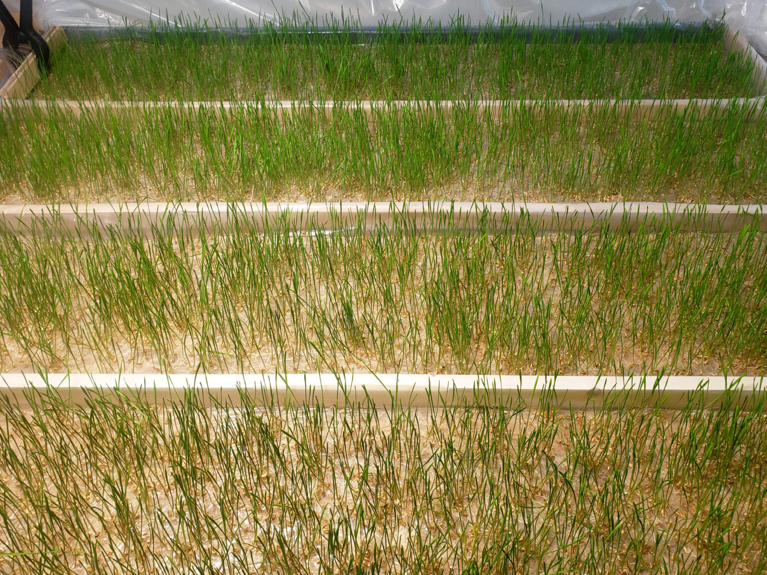 Roots Weaving Waves – Amy M. Youngs